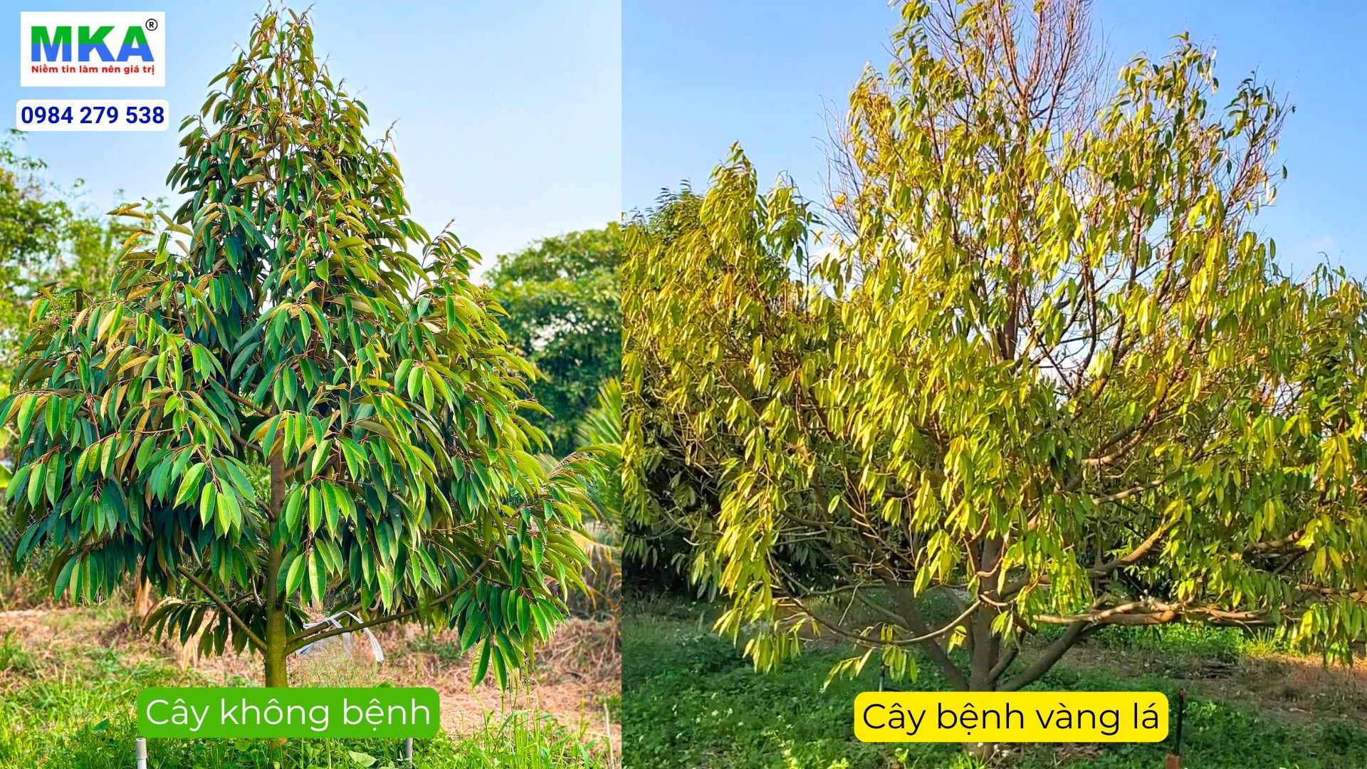 Phục hồi cây bị vàng lá thối rễ